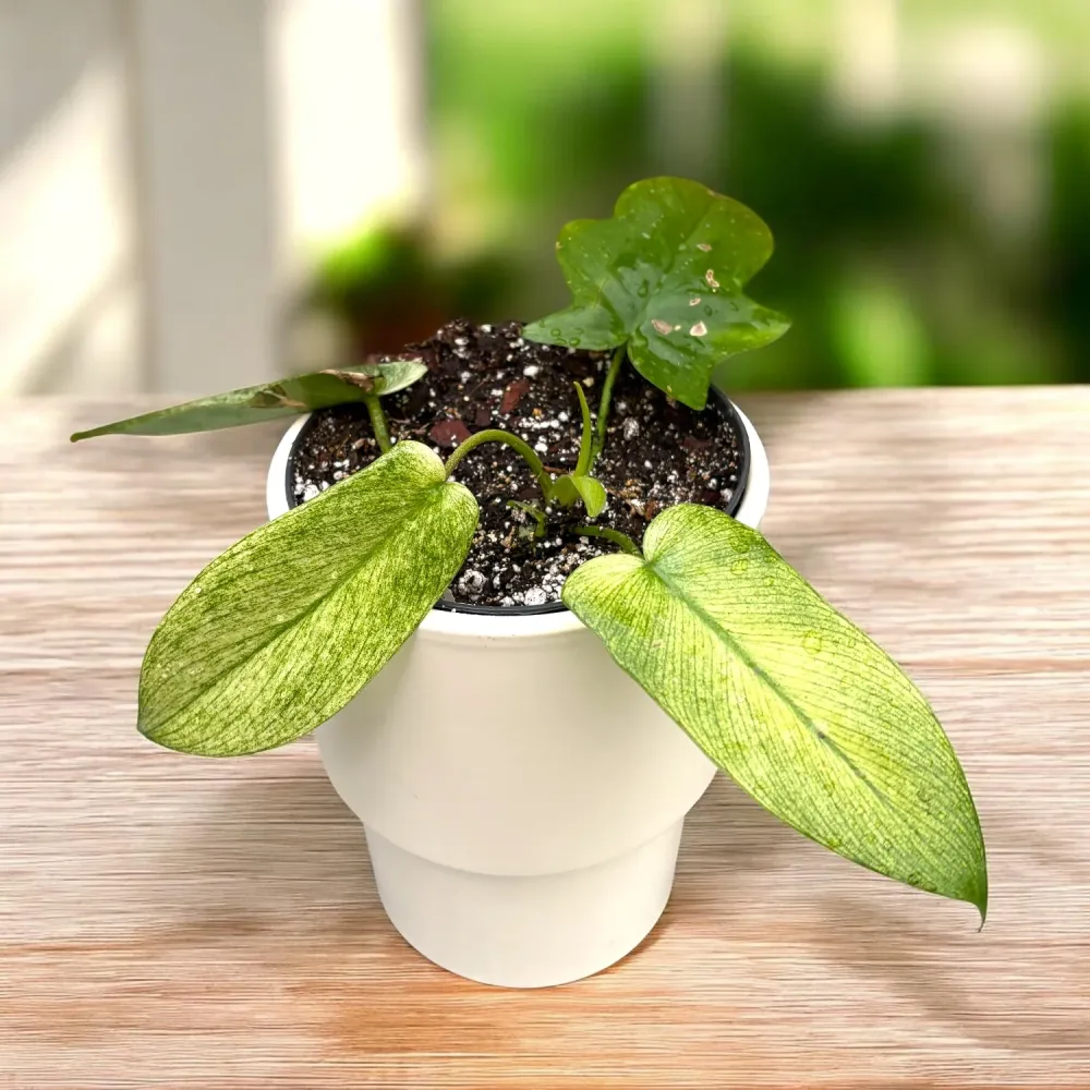 Philodendron 'Florida Ghost' - varietate rara, cu frunzis cameleonic si aspect exotic