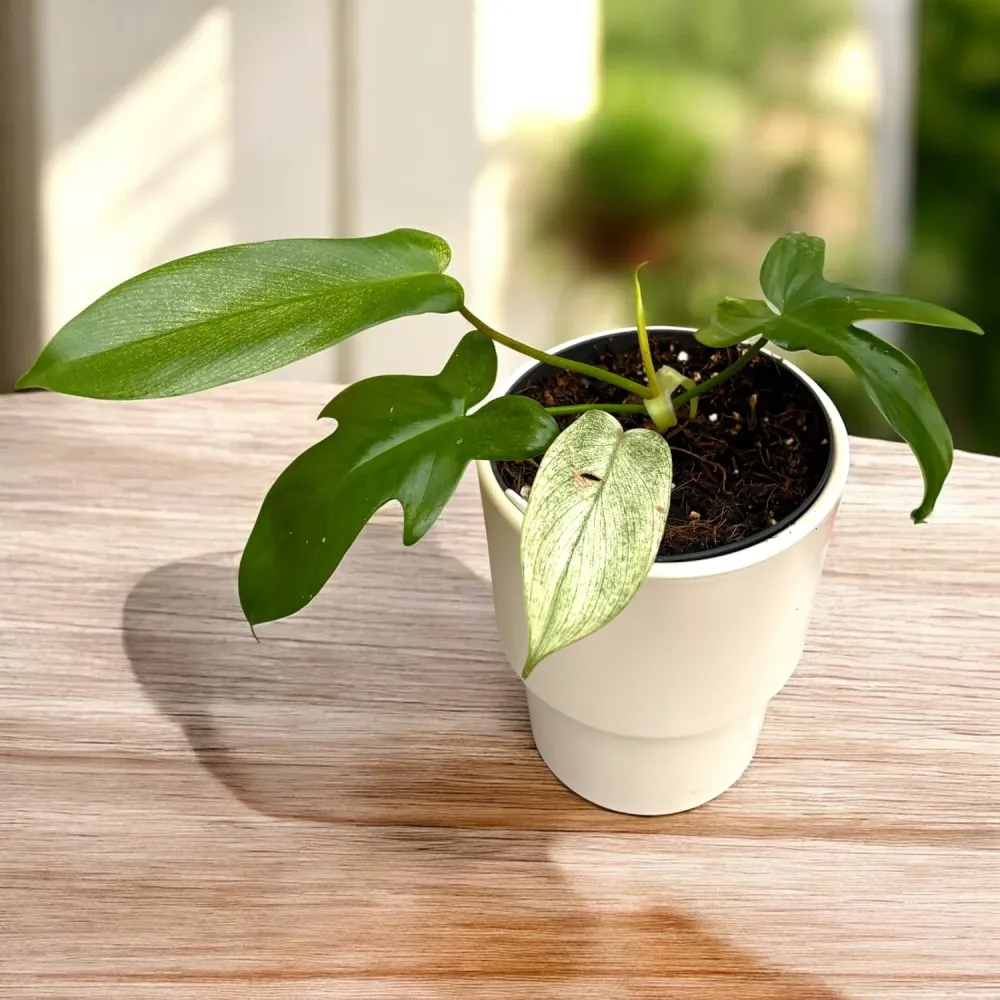 Philodendron 'Florida Ghost' - varietate rara, cu frunzis cameleonic si aspect exotic