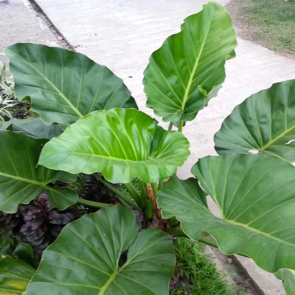 Philodendron giganteum *babyplant