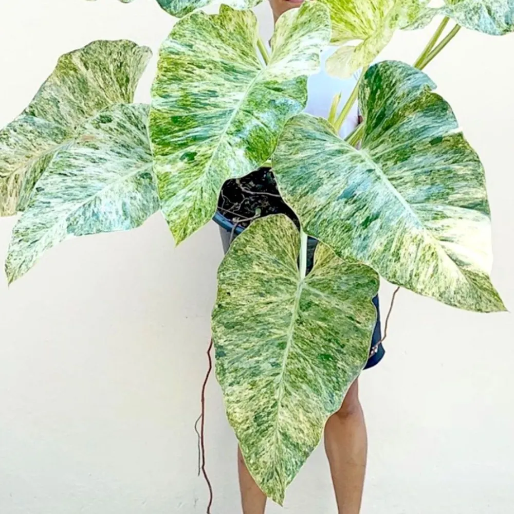 Philodendron giganteum (Variegat) Taiwan