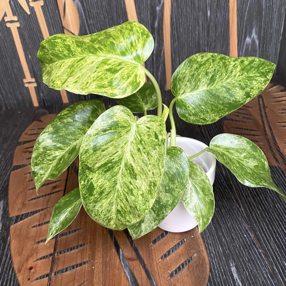Philodendron giganteum (Variegat) Taiwan