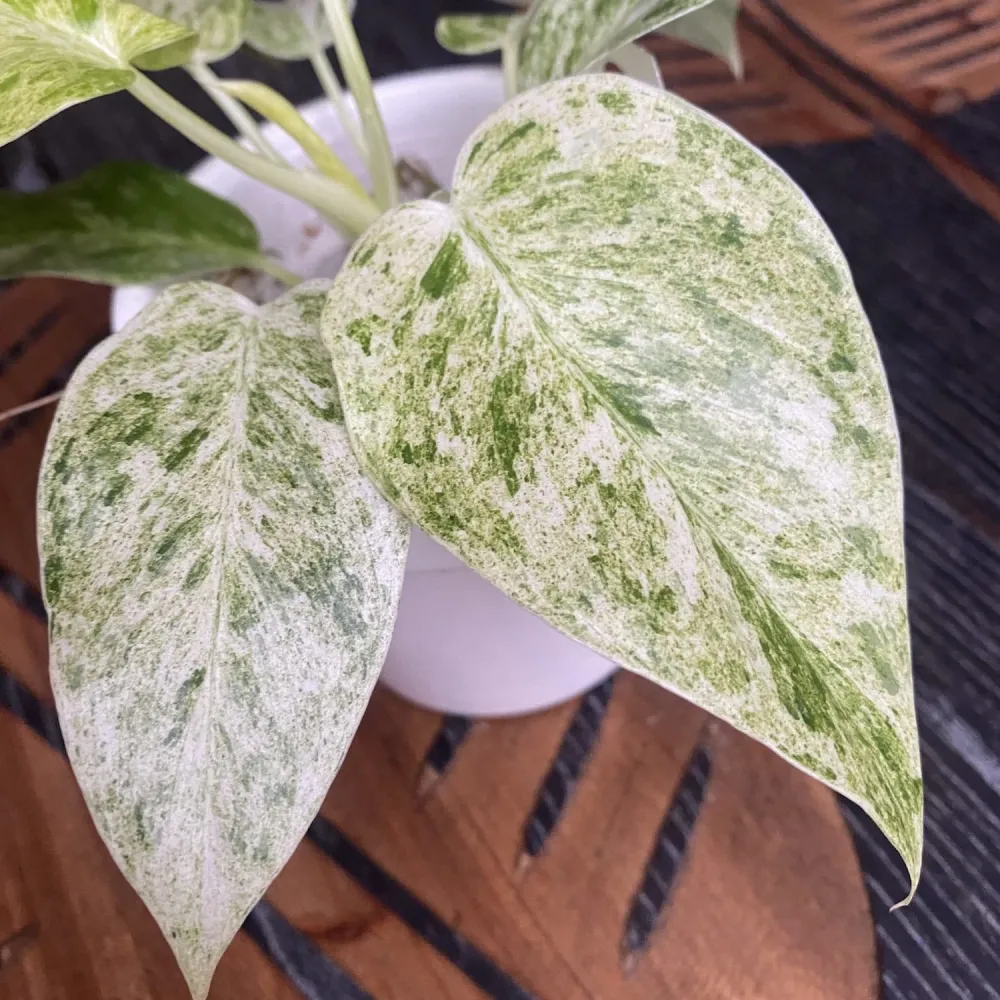 Philodendron giganteum (Variegat) Taiwan