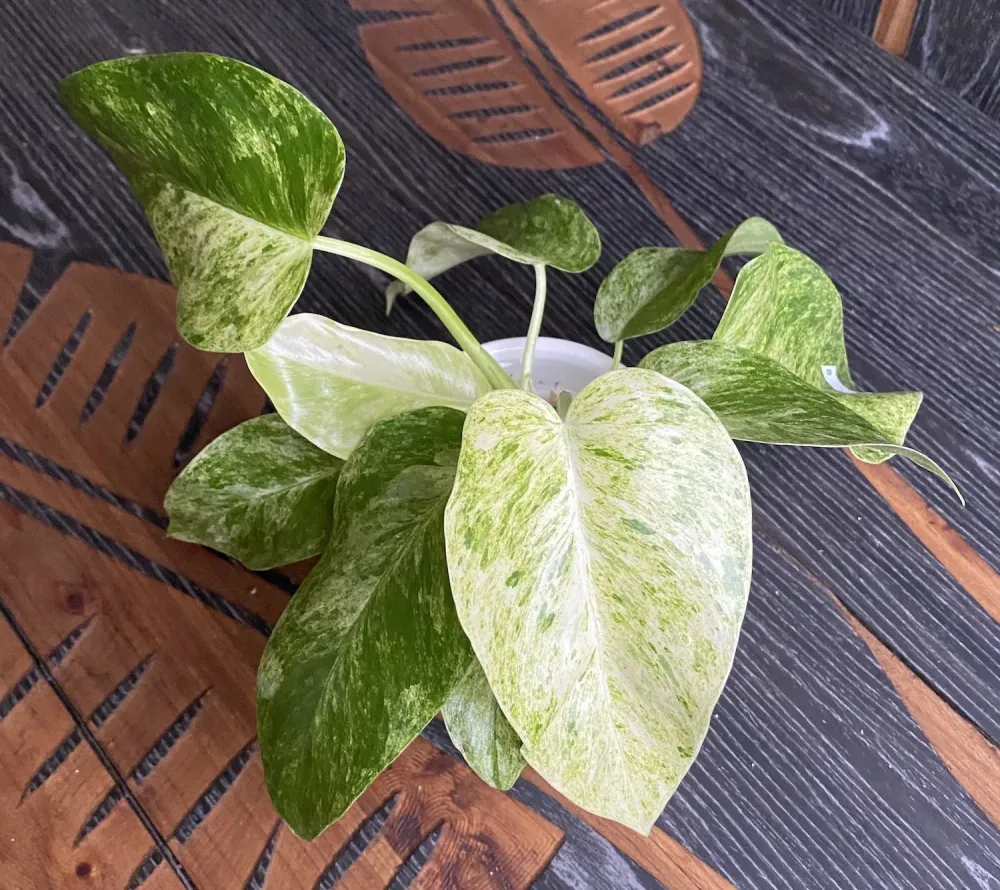 Philodendron giganteum (Variegat) Taiwan