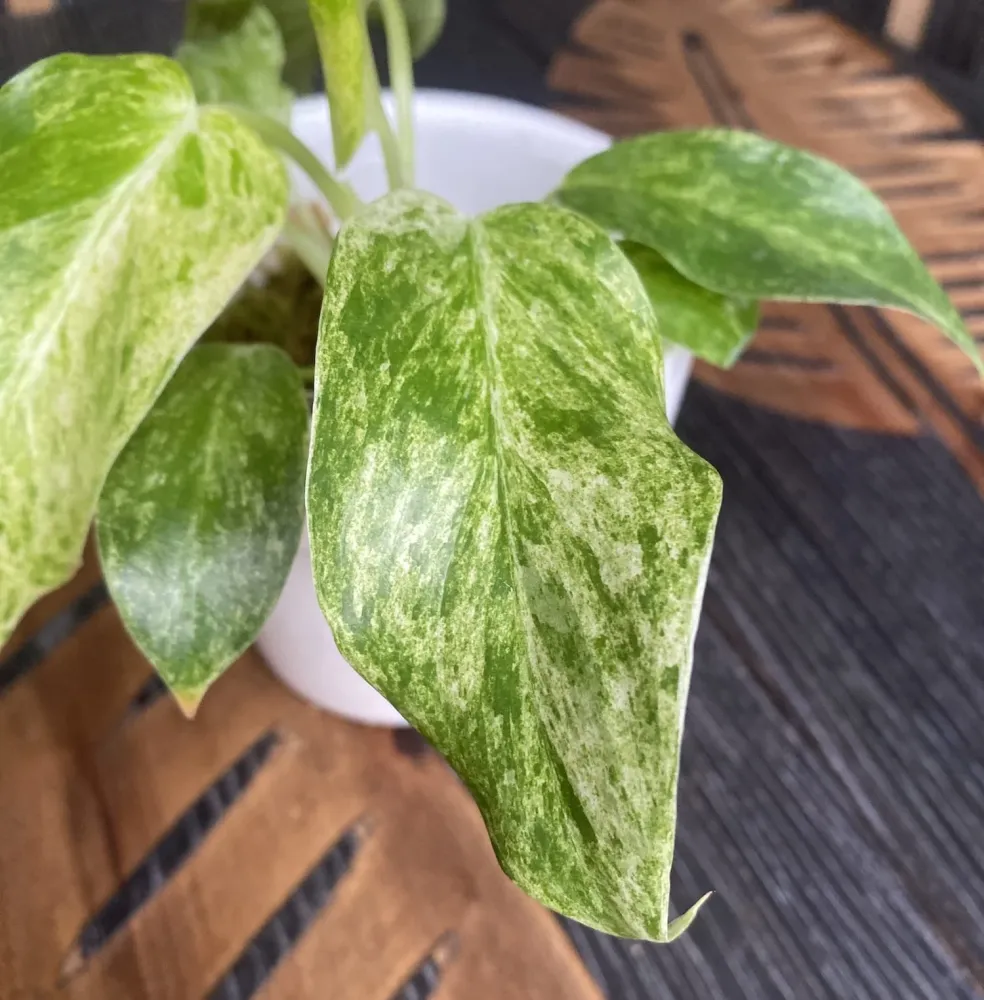 Philodendron giganteum (Variegat) Taiwan