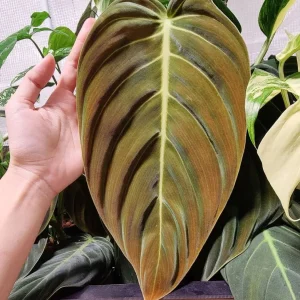 Philodendron gigas (Taiwan)