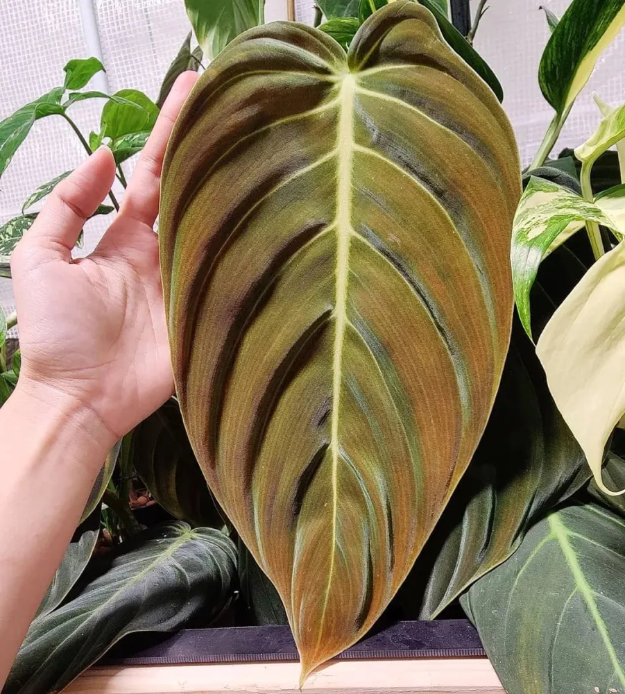 Philodendron gigas (Taiwan)