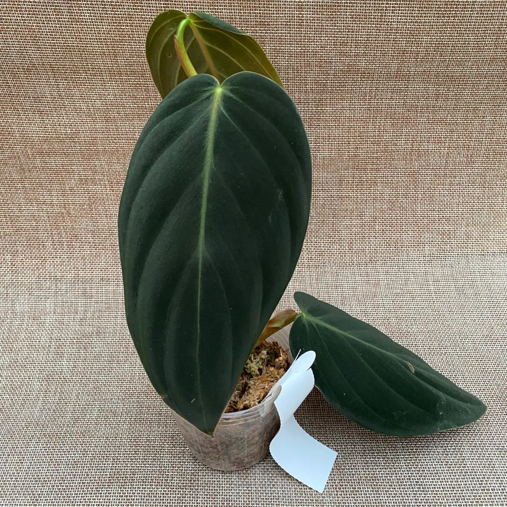 Philodendron gigas (Taiwan)