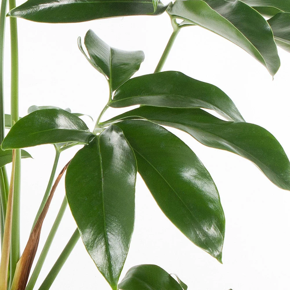 Philodendron goeldii 'Fun Bun' (Thaumatophyllum spruceanum) 2pp