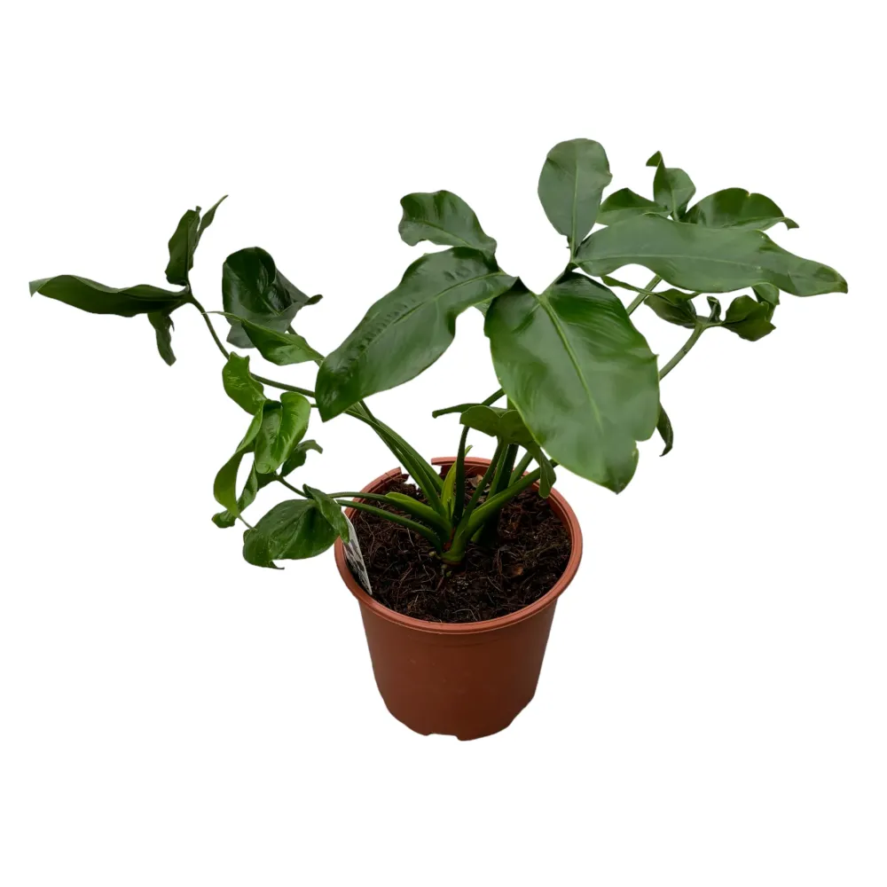 Philodendron goeldii 'Fun Bun' (Thaumatophyllum spruceanum) 2pp