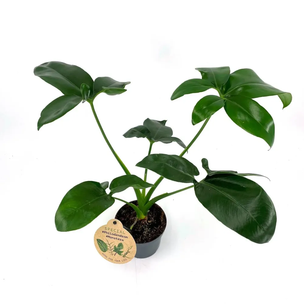 Philodendron goeldii 'Fun Bun' (Thaumatophyllum spruceanum) D12