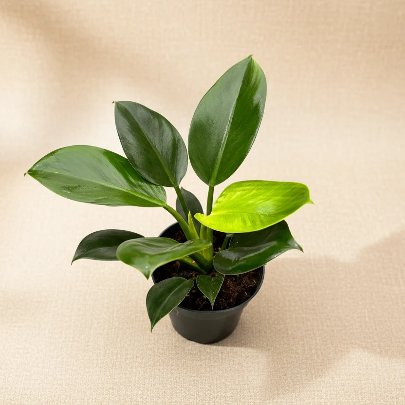 Philodendron Green Princess