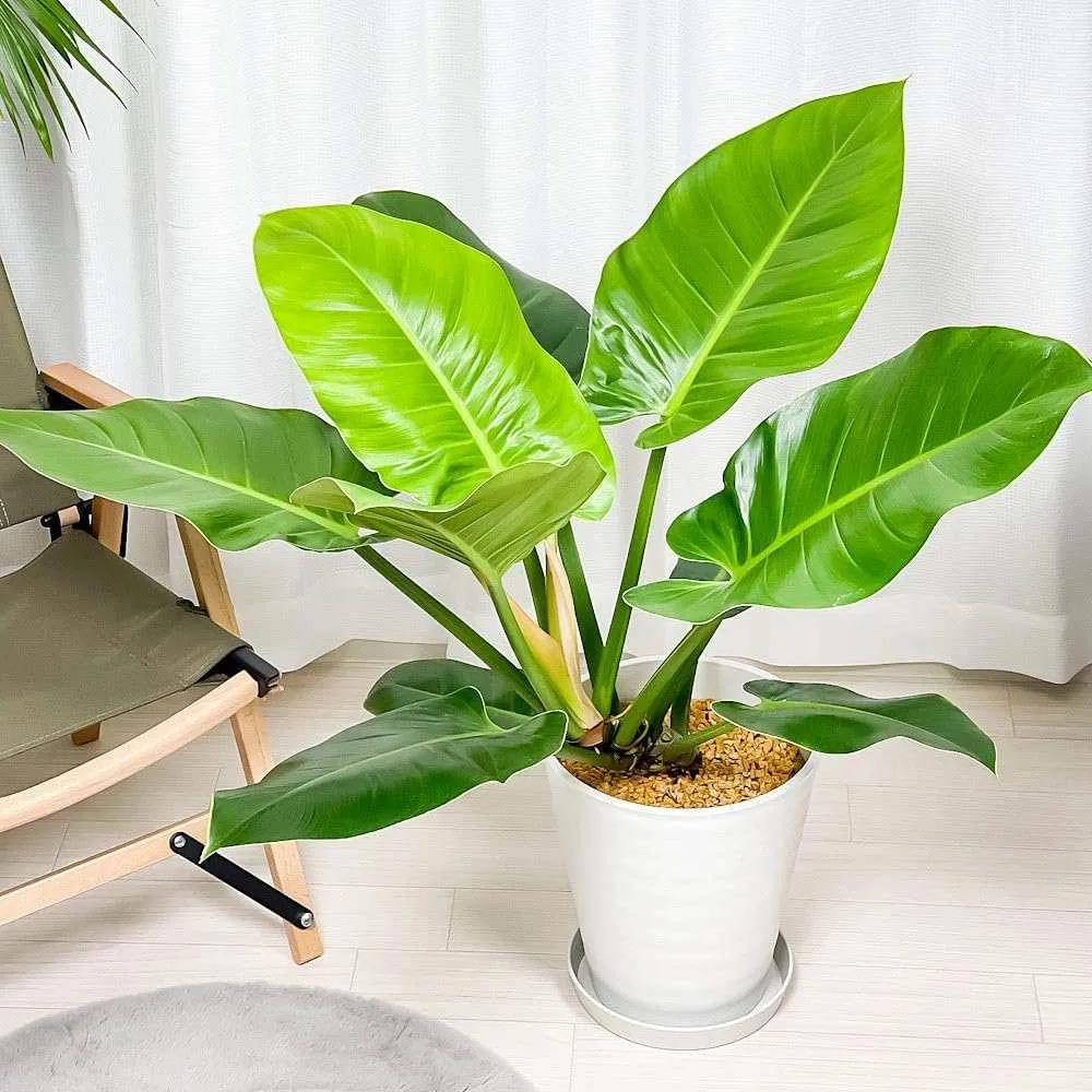 Philodendron Imperial Green, 70 cm, planta de interior cu frunze verzi, usor de ingrijit