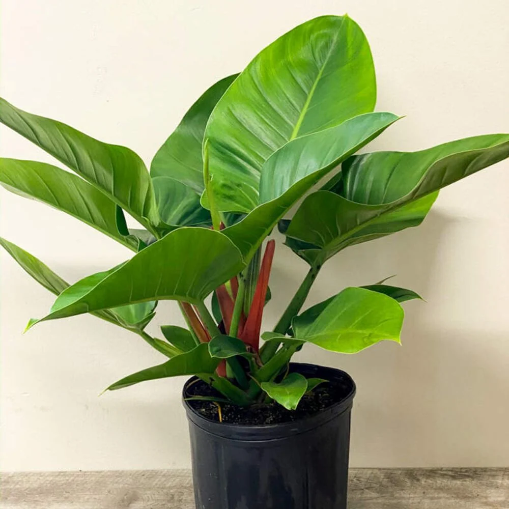 Philodendron Imperial Green, 70 cm, planta de interior cu frunze verzi, usor de ingrijit