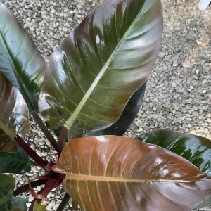 Philodendron Imperial Red XL H70 cm