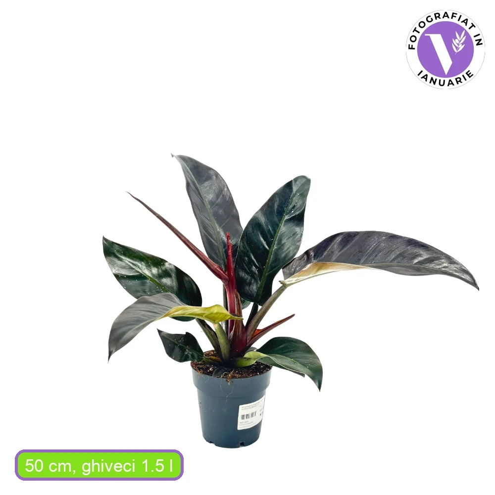 Philodendron Imperial Red, planta de interior cu frunze mari rosu-bordo lucioase, tropicala decorativa usor de intretinut...