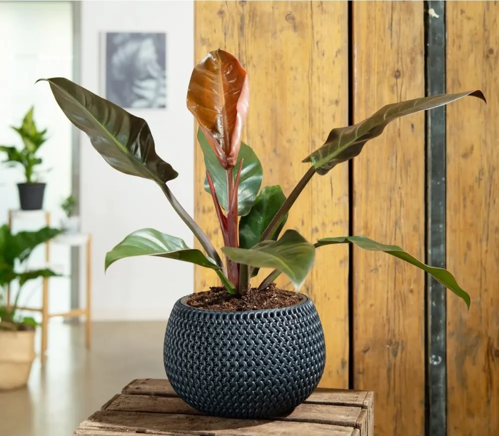 Philodendron Imperial Red, planta de interior cu frunze mari rosu-bordo lucioase, tropicala decorativa usor de intretinut...