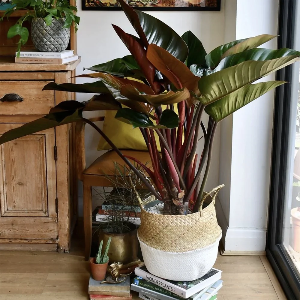Philodendron Imperial Red, planta de interior cu frunze mari rosu-bordo lucioase, tropicala decorativa usor de intretinut...