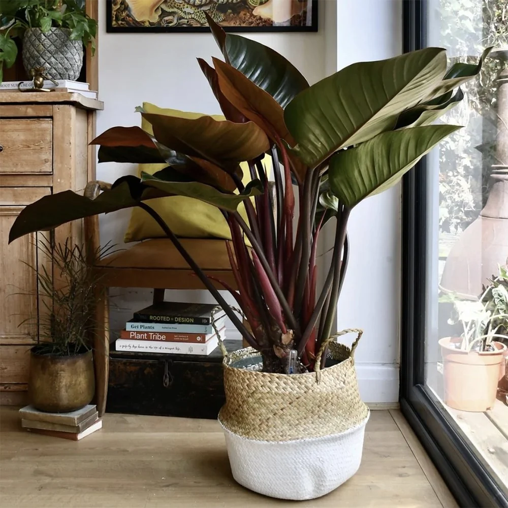 Philodendron Imperial Red, planta de interior cu frunze mari rosu-bordo lucioase, tropicala decorativa usor de intretinut...