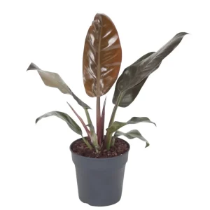 Philodendron Imperial Red, planta de interior cu frunze mari rosu-bordo lucioase, tropicala decorativa usor de intretinut...