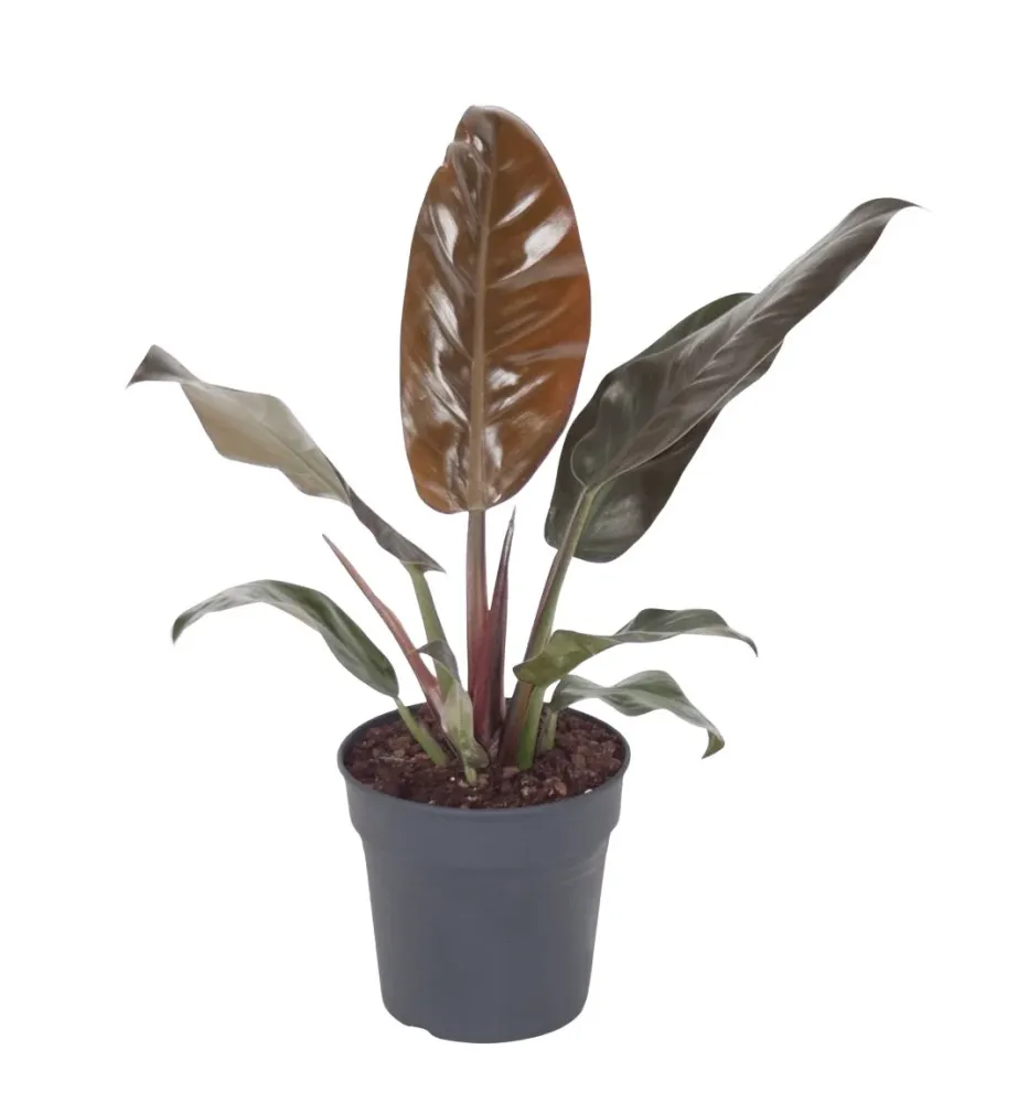 Philodendron Imperial Red, planta de interior cu frunze mari rosu-bordo lucioase, tropicala decorativa usor de intretinut...