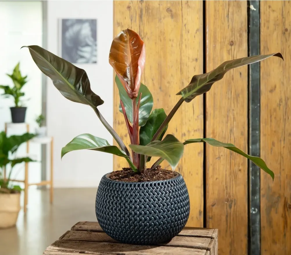 Philodendron Imperial Red, planta de interior cu frunze mari rosu-bordo lucioase, tropicala decorativa usor de intretinut...