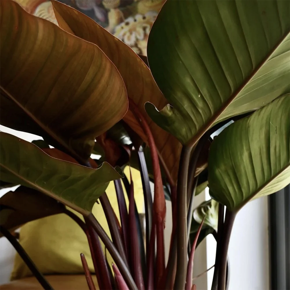 Philodendron Imperial Red, planta de interior cu frunze mari rosu-bordo lucioase, tropicala decorativa usor de intretinut...
