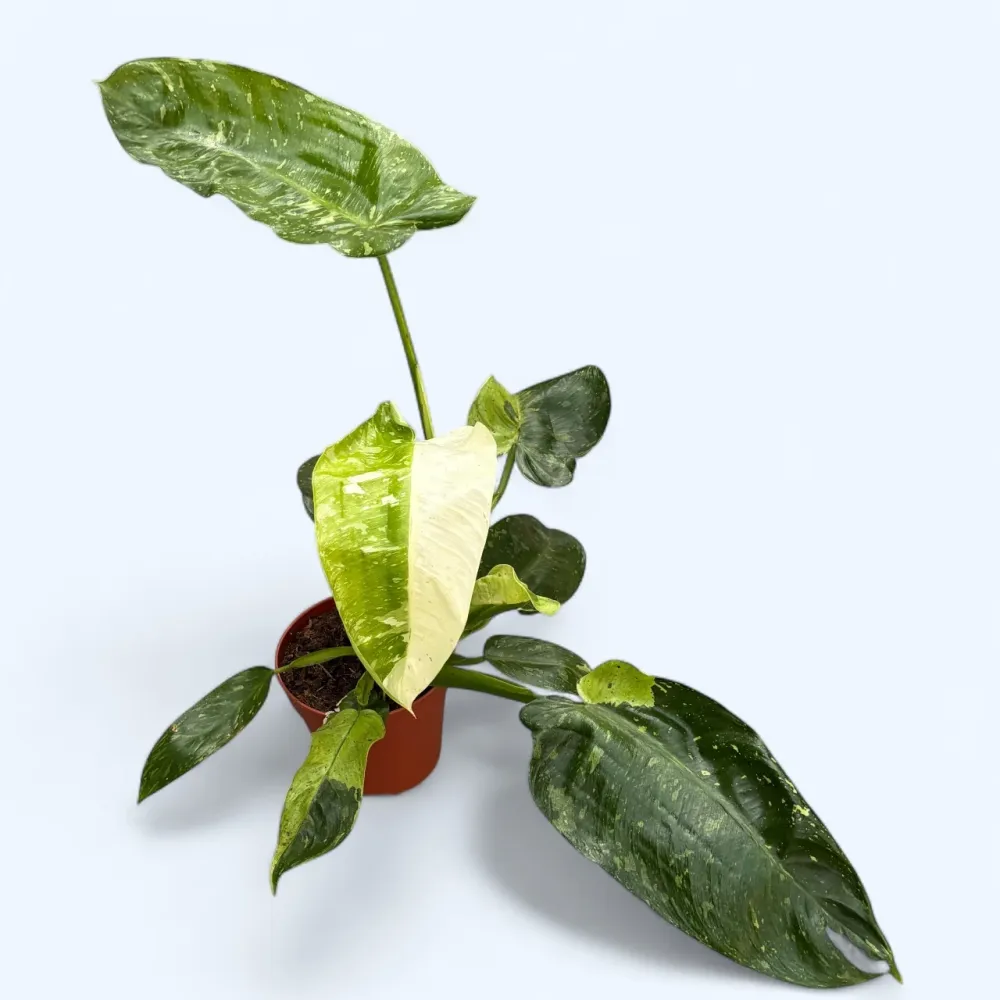 Philodendron Jose Buono (strong variegation) - Exemplare mari