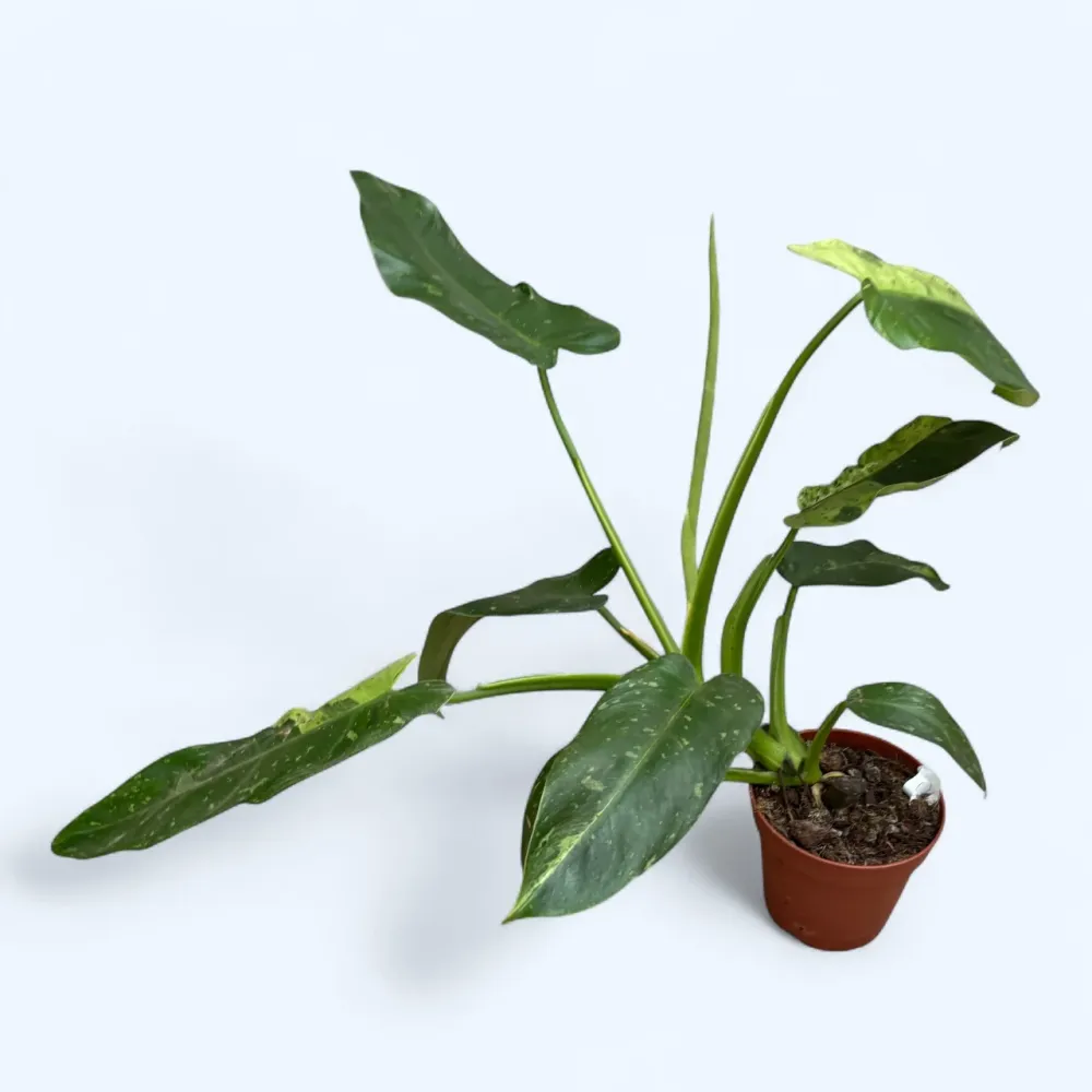 Philodendron Jose Buono (strong variegation) - Exemplare mari
