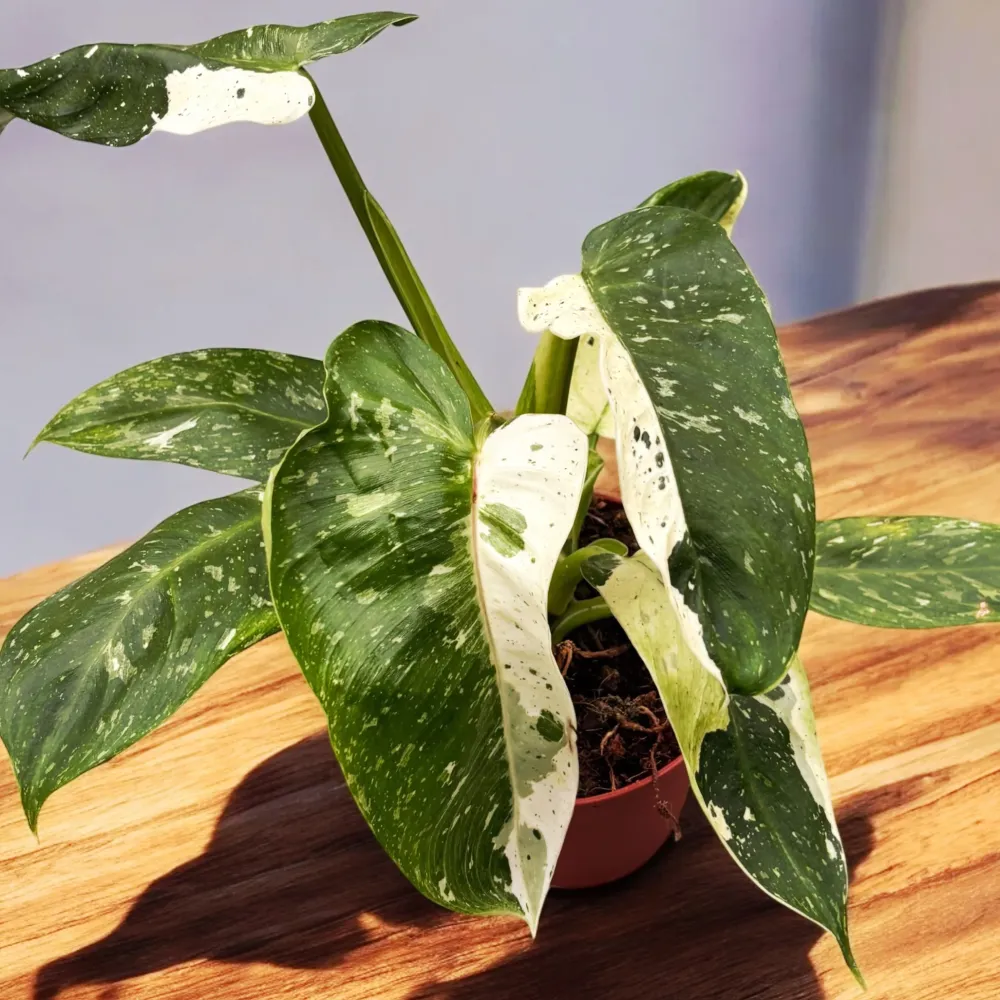 Philodendron Jose Buono (strong variegation) - Exemplare mari