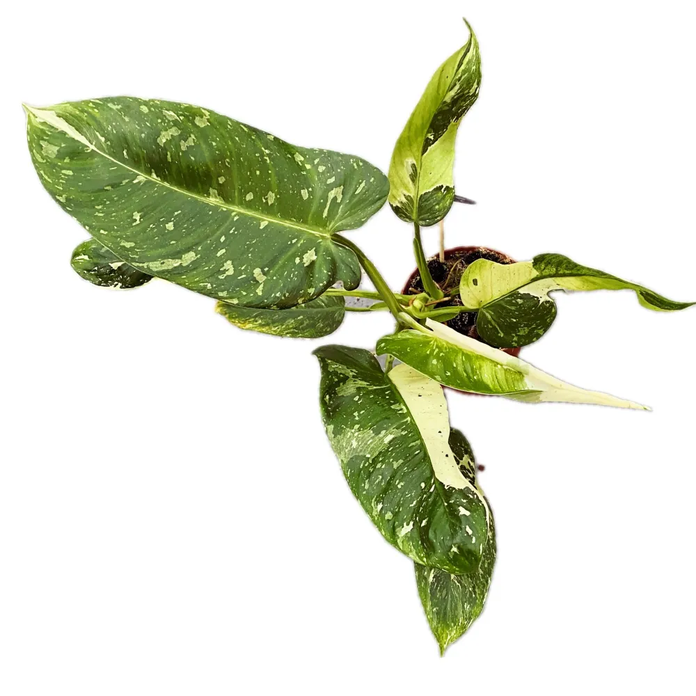 Philodendron Jose Buono (strong variegation) - Exemplare mari