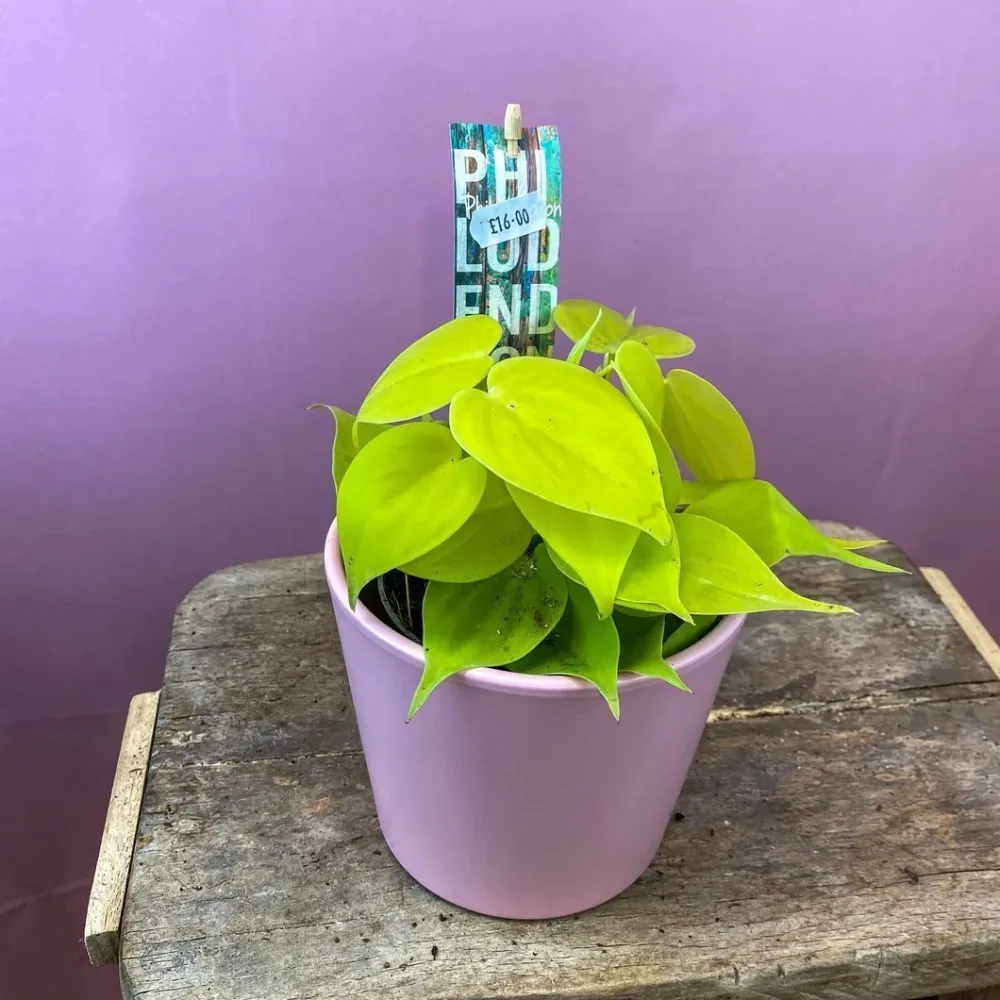 Philodendron Lime - 20 cm