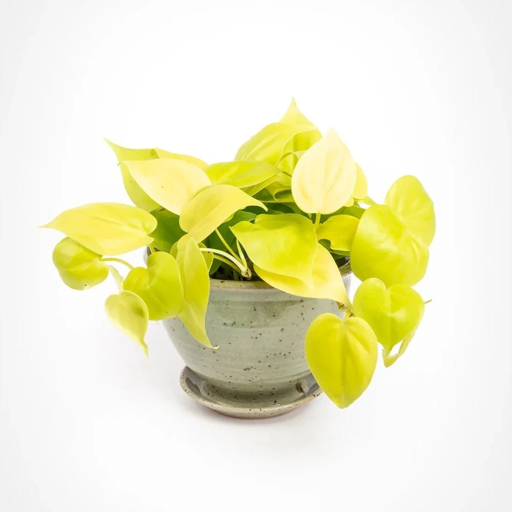 Philodendron Lime - 20 cm