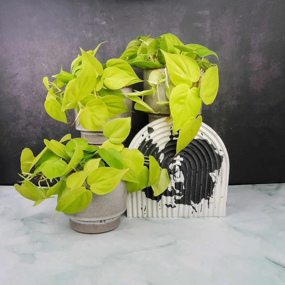 Philodendron Lime - 20 cm