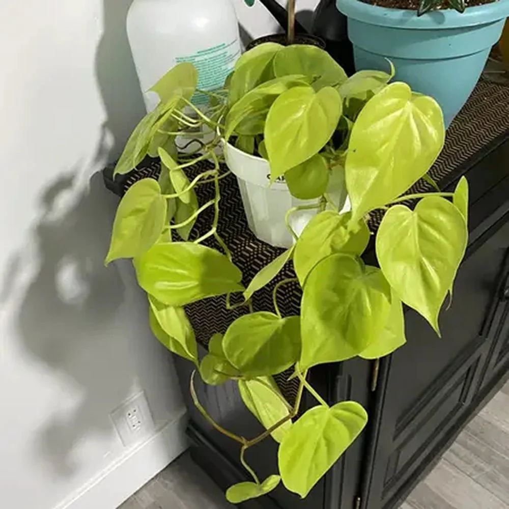 Philodendron Lime - 20 cm