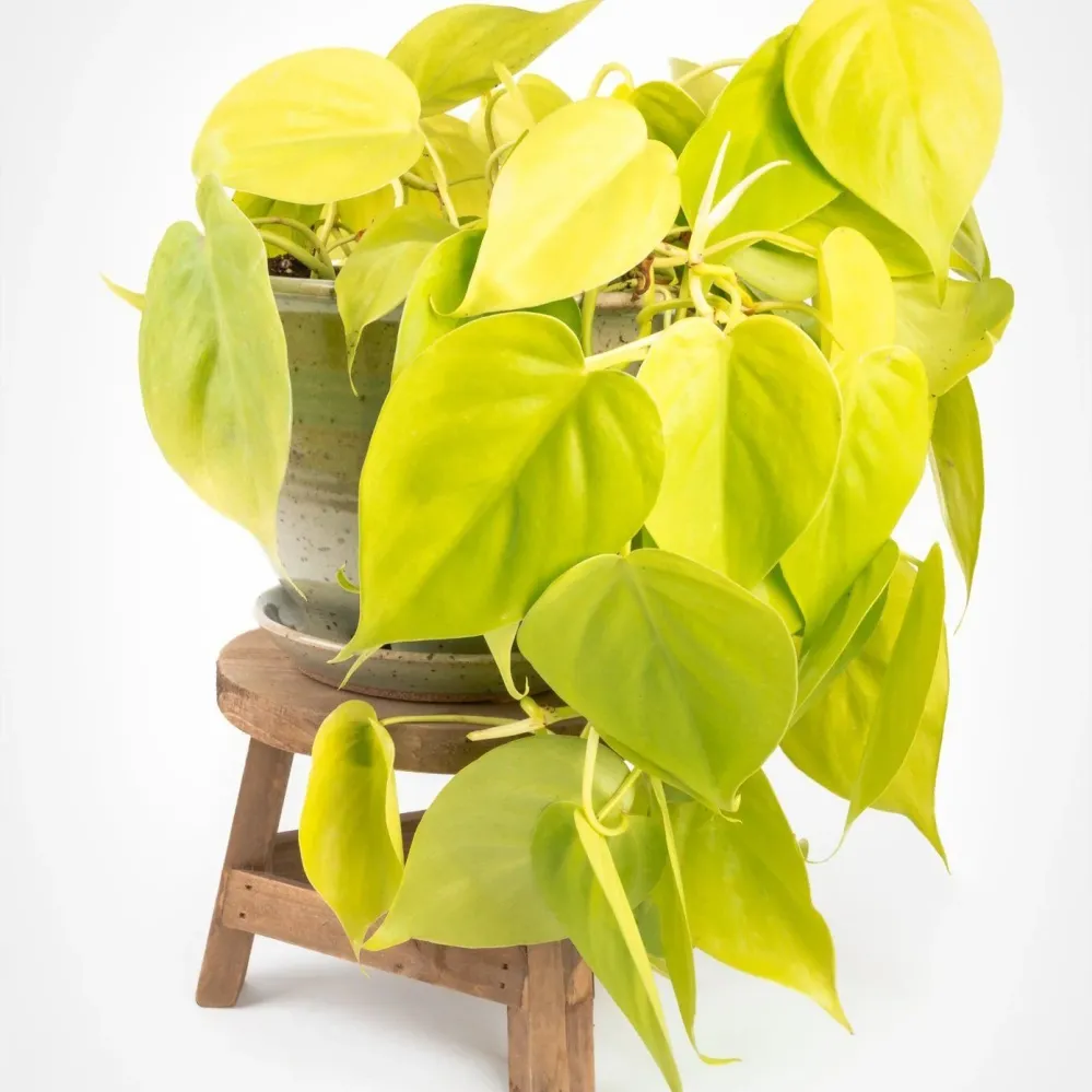 Philodendron Lime - 50 cm
