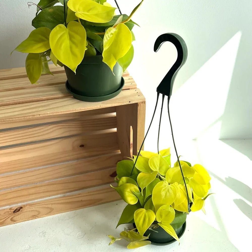 Philodendron Lime - 50 cm