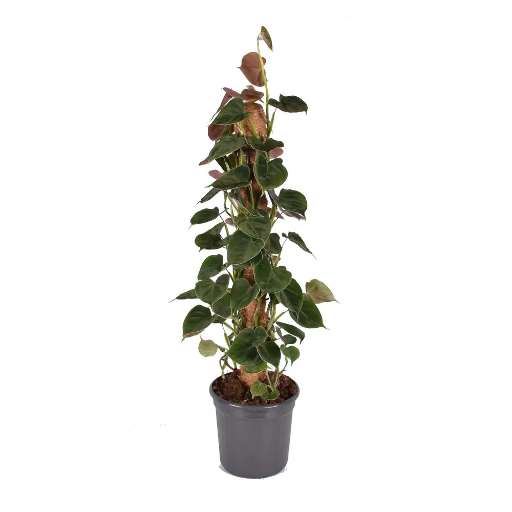 Philodendron lupinum - 5 plante/ghiveci