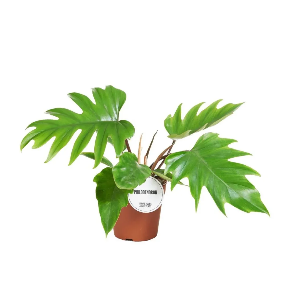 Philodendron Mayoi