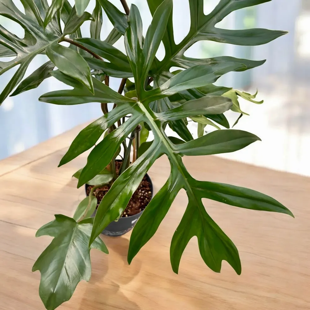 Philodendron Mayoi - exemplare XL (2 plante/ghiveci)
