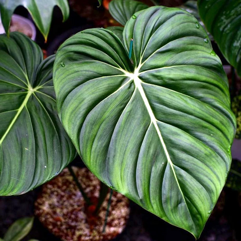 Philodendron McDowell – hibrid rar cu frunzis impresionant
