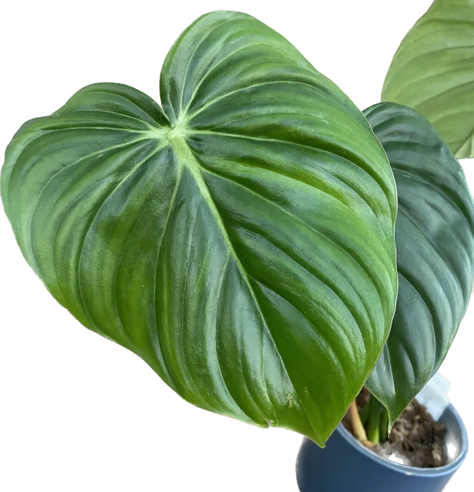 Philodendron McDowell – hibrid rar cu frunzis impresionant