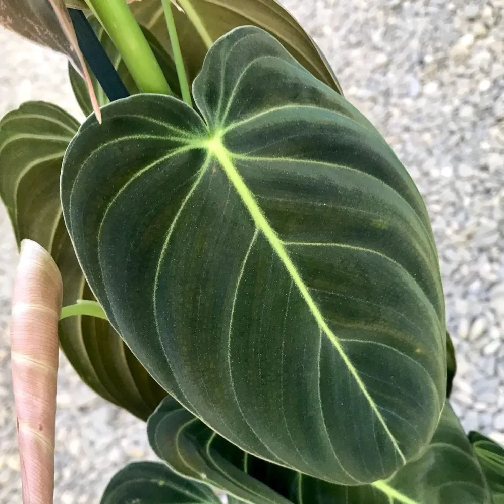 Philodendron Melanochrysum (3plante/pot) H80 cm