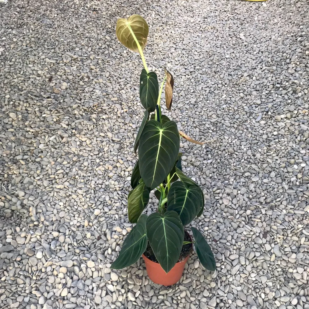 Philodendron Melanochrysum (3plante/pot) H80 cm