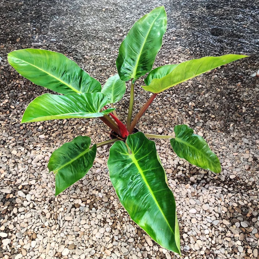 Philodendron melinonii 'Ghost' XL H80 cm