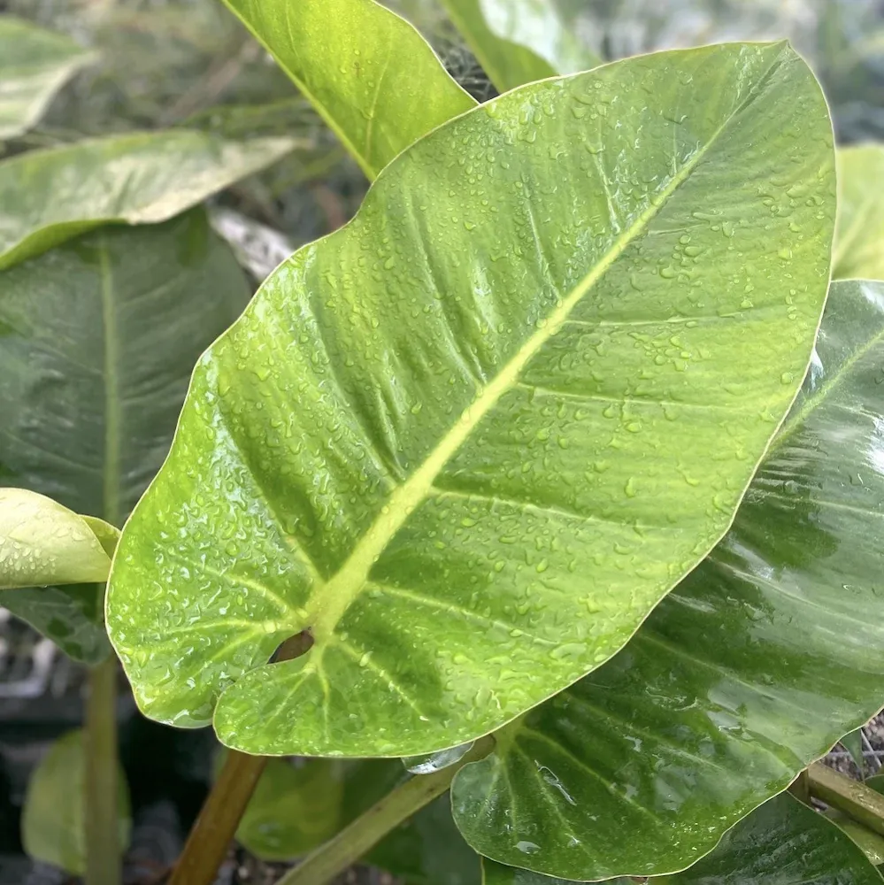 Philodendron melinonii 'Ghost' XL H80 cm
