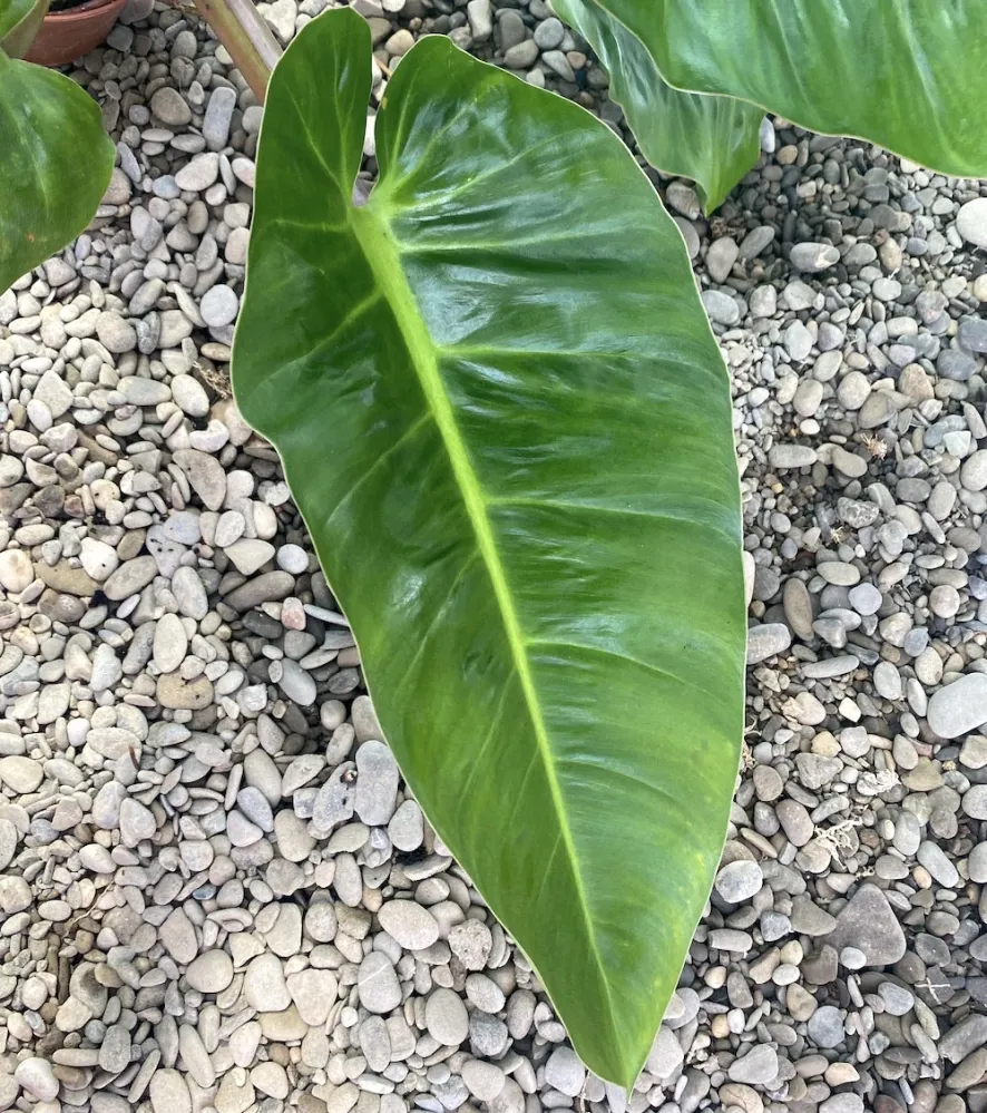 Philodendron melinonii 'Ghost' XL H80 cm