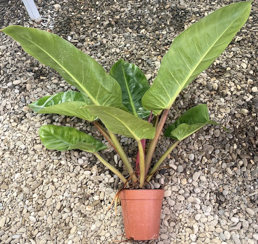Philodendron melinonii 'Ghost' XL H80 cm