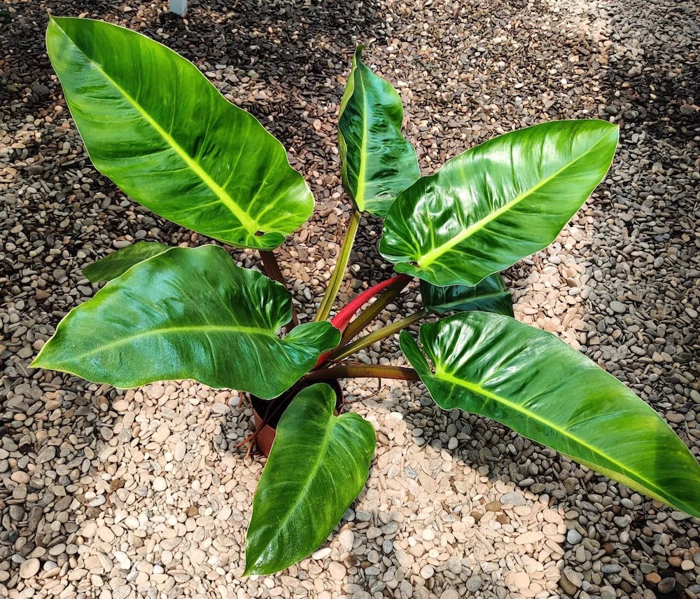 Philodendron melinonii 'Ghost' XL H80 cm