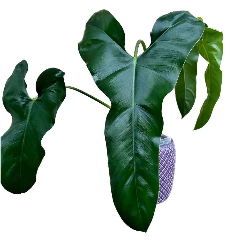 Philodendron mexicanum (Olanda)