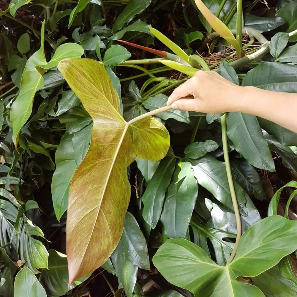 Philodendron mexicanum (Olanda)